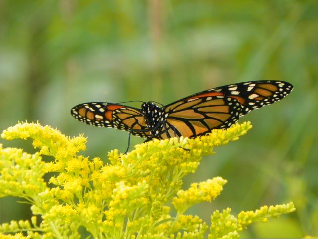 Monarch Butterfly caterpillar eating milkweed