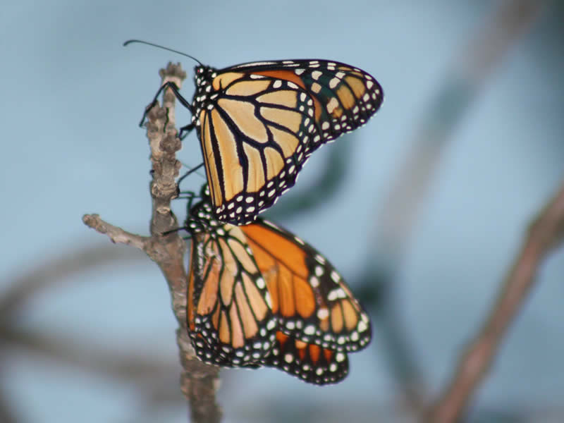 Monarch butterfllies roosting in South Dakota