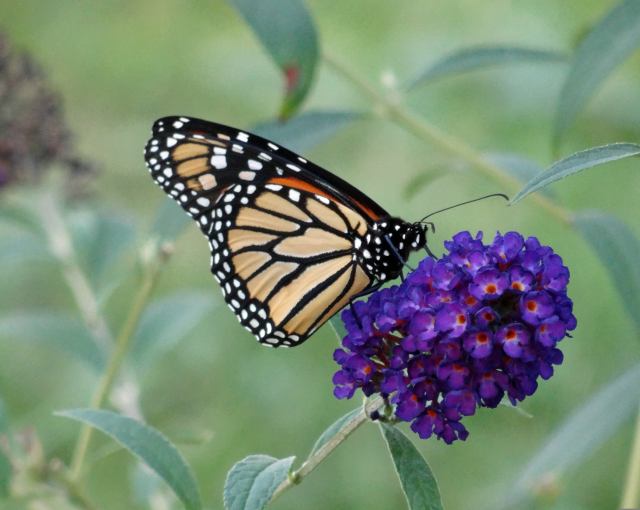 Monarch Butterfly nectaring