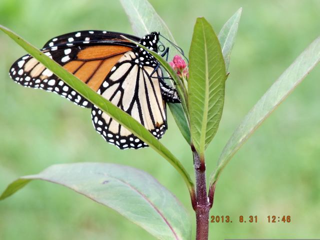 Monarch Butterfly laying eggs