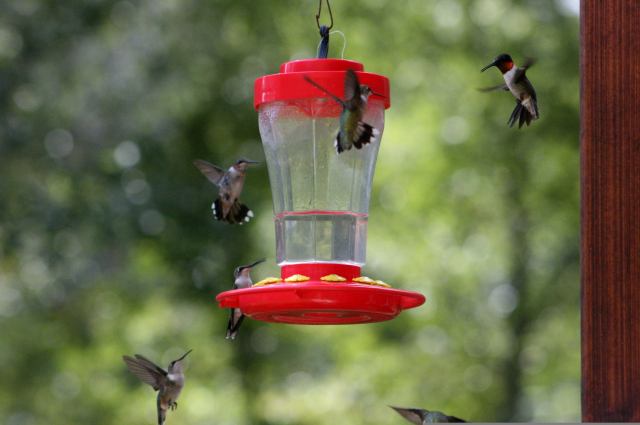 Clean nectar in a fresh feeder is best for hummingbirds.