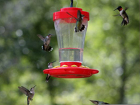 Clean nectar in a clean feeder is best for hummingbirds.