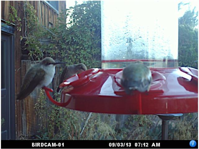 Hummingbirds at feeder fluff out their feathers on a cold morning.