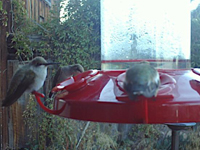 Cold hummingbirds with fluffed feathers 