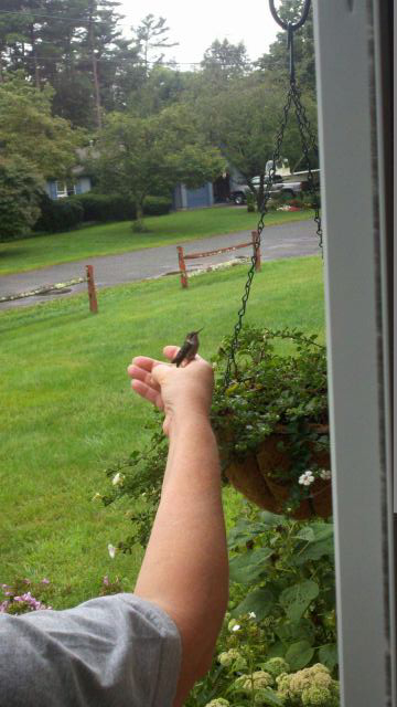 Rescued hummingbird sits on rescuer's hand
