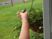 Hummingbird sits on rescuer's hand