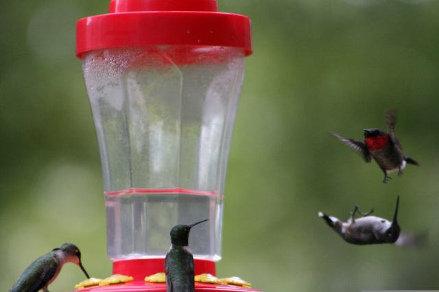 Hummingbirds compete at feeders.