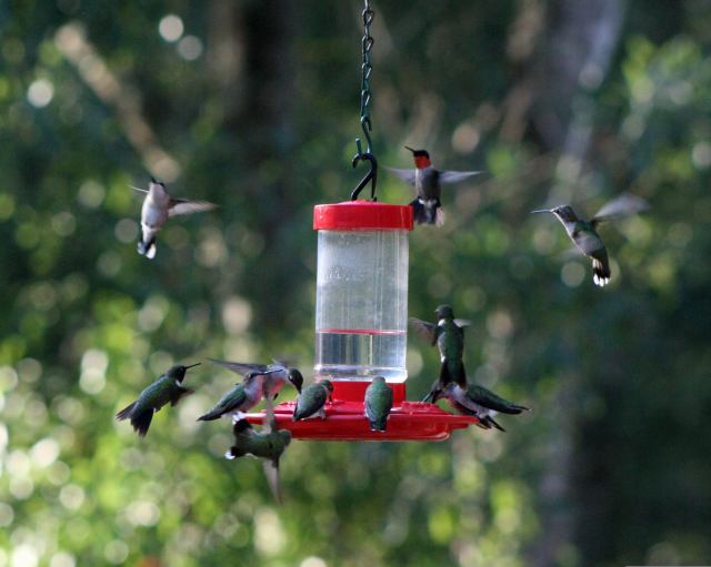 Many Ruby-throated Hummingbirds at feeder