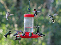 Hummingbird Fall Migration