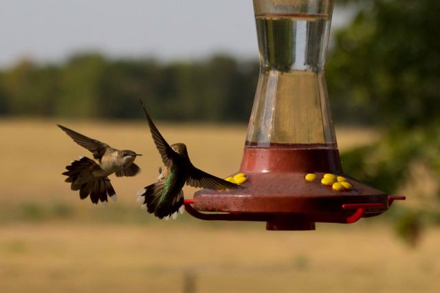 Hummingbird guarding feeder