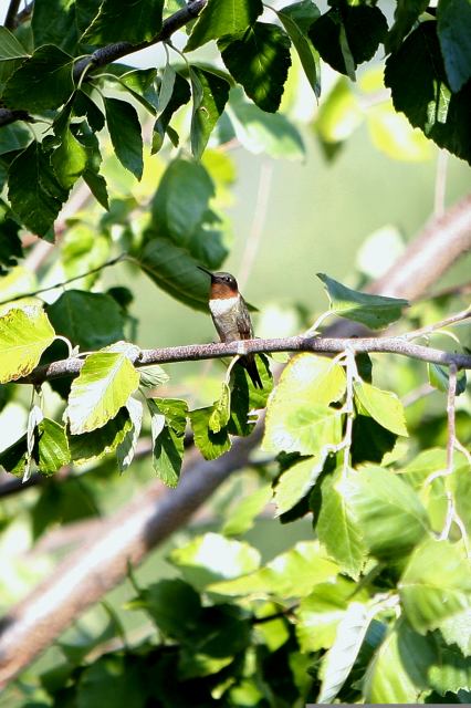 Male Ruby-throated Hummingbird perched on tree branch
