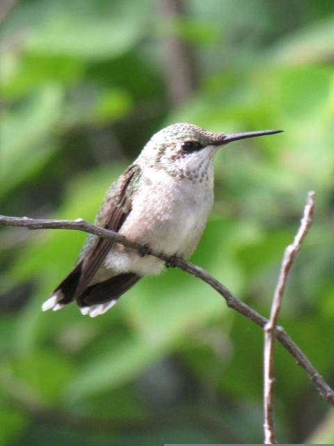 Hummingbird perched on twig