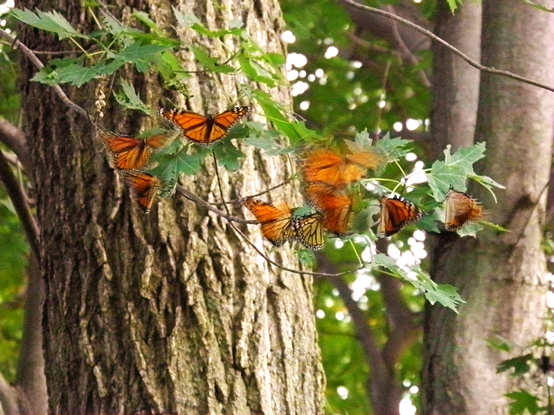 Roosting Monarchs