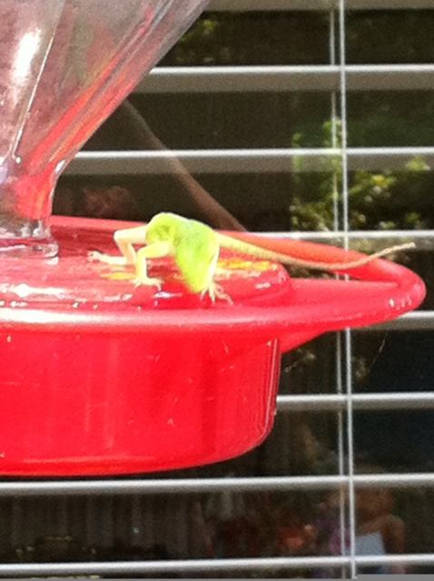Lizard at hummingbird feeder