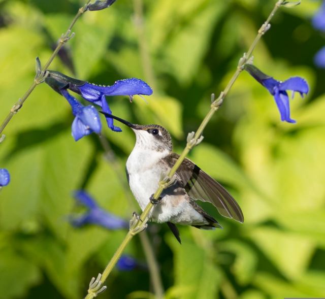 Hummingbird by flowers