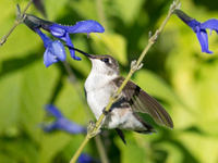 Hummingbird at flowers