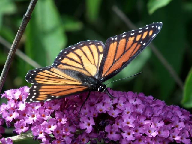 Viceroy and Monarch Butterfly Identification