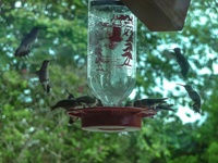 Busy hummingbird feeder