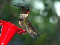 Male Rubythroated-Hummingbird after feeder battle
