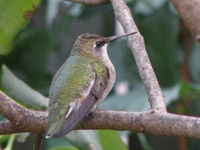 Migrating Hummingbird perched after feeding