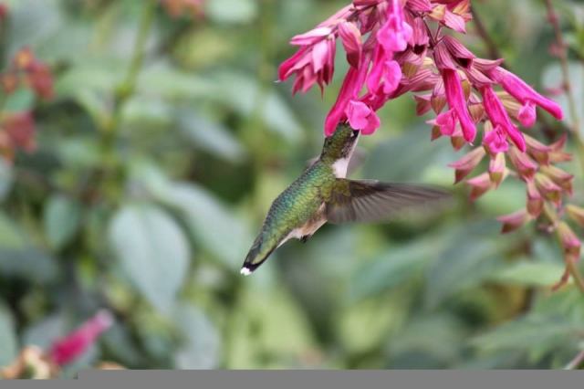 Ruby-throated Hummingbird nectaring at blossoms