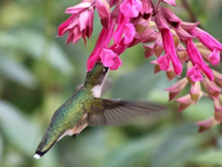 Ruby-throated Hummingbird nectaring at blossoms