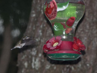 Hummingbird at feeder in darkness