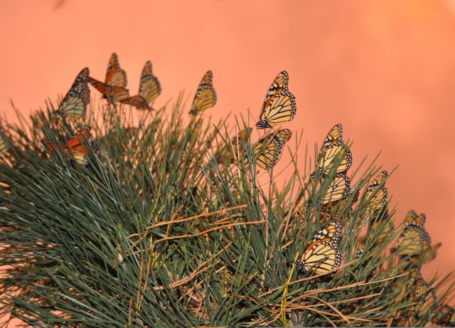 Monarch Butterflies nectaring in Iowa prairie