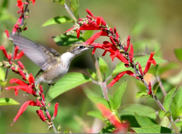 Hummingbirds at blossoms