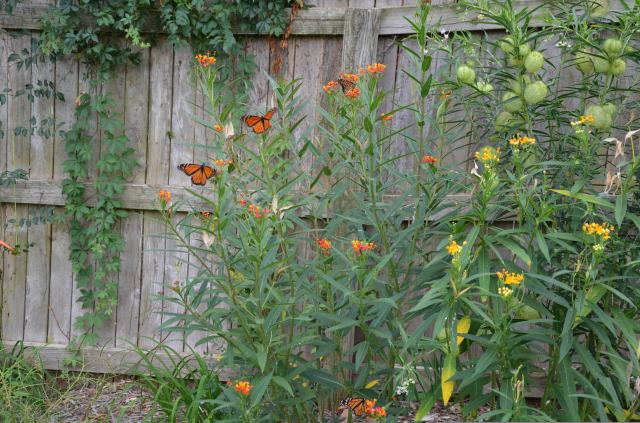 Monarch Butterflies in Oklahoma