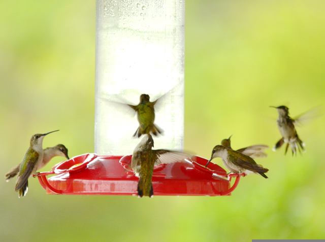 Activity at hummingbird feeder