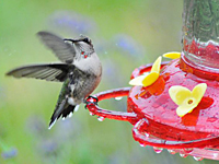 Young Ruby-throated Hummingbird named "Deuce"