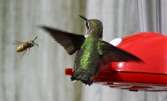 Bee and Hummindbird near feeder