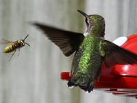 Bee nears a hmmingbird by feeder