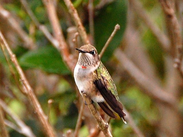 Hummingbird: Molting Feathers