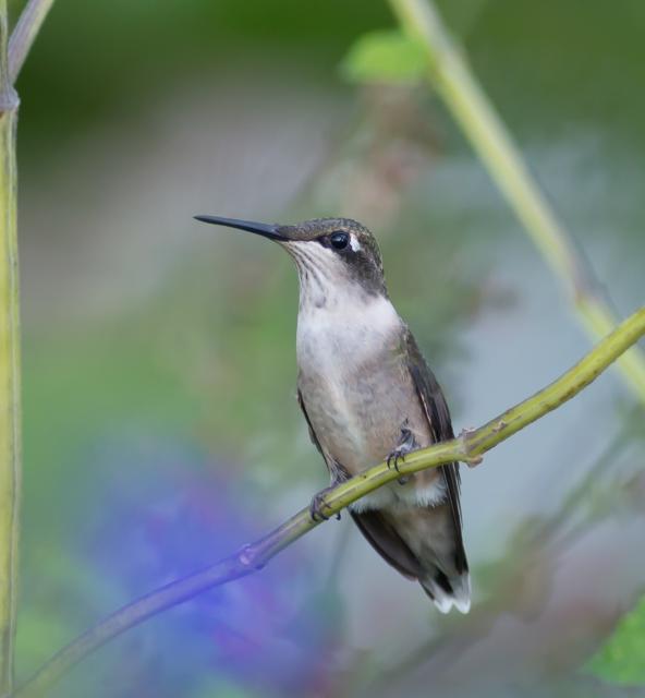 Ruby-throated hummingbird perched on stem