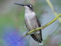 Ruby-throated Hummingbird perched on stem