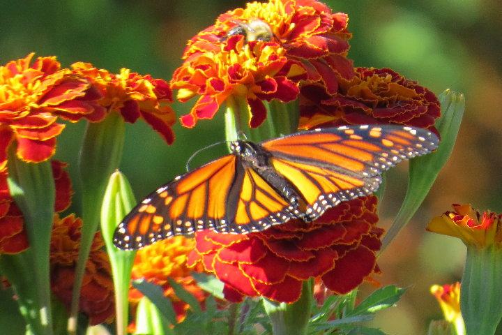 Monarch Butterflies nectaring in Iowa prairie