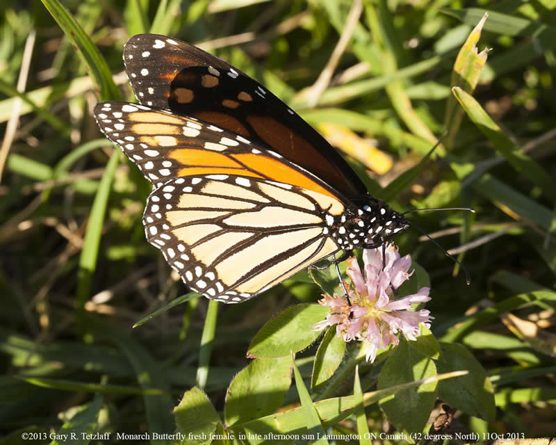 Monarch Butterfly nectaring
