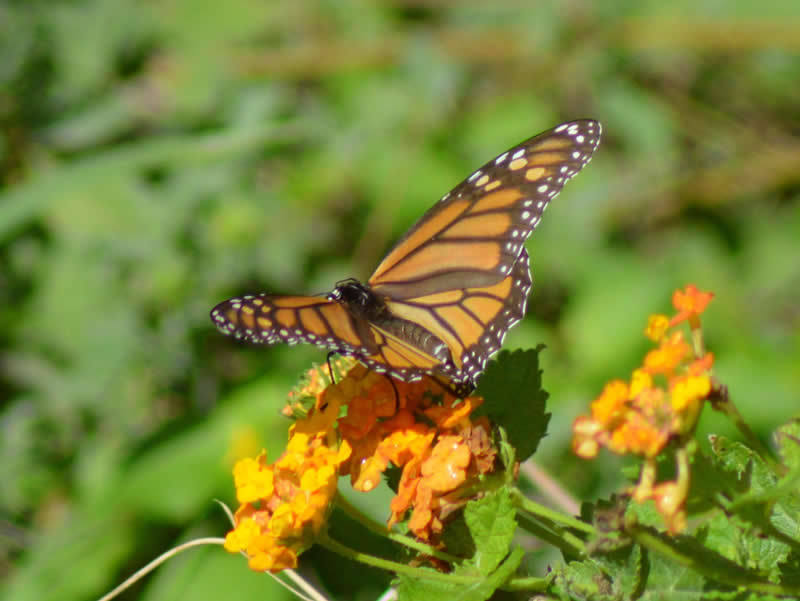 Monarch Butterfly Roost in Texas