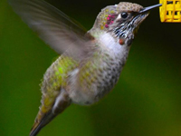 Hummingbird seen in Bellingham, Washington, uncertain identity