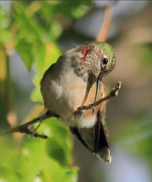 Humingbird preening