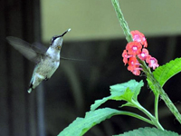 Uniidentified hummingbird in Florida
