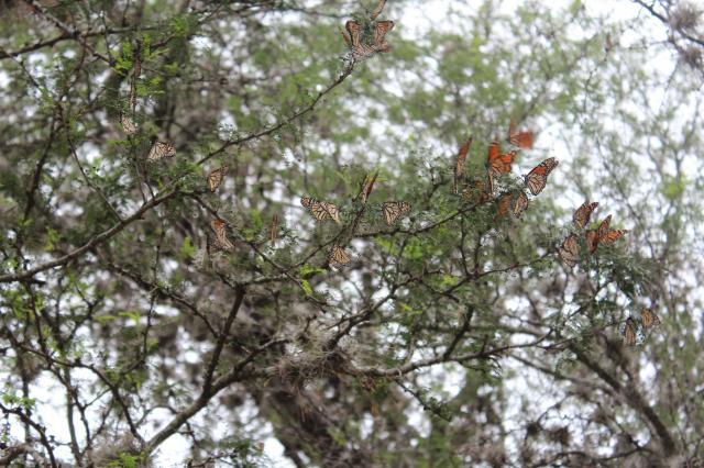 Punto pernocta de mariposas monarca