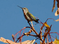 Anna's Hummingbird in British Columbia Oct. 29