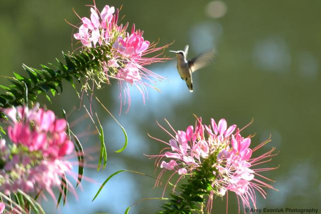 Hummingbird: Hovering at Blooms
