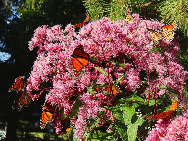 Monarch Butterfly Nectaring on Joe Pye Weed