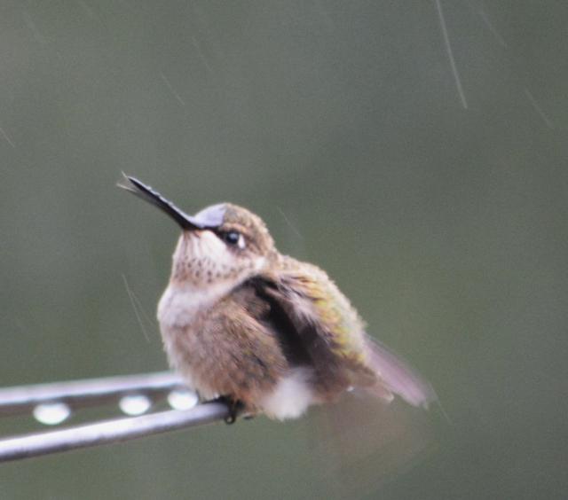 Fluffed out feathers help keep hummers warm in cold temperatures.