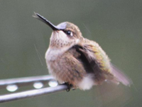 Immature Allen's hummingbird, perched with mouth open