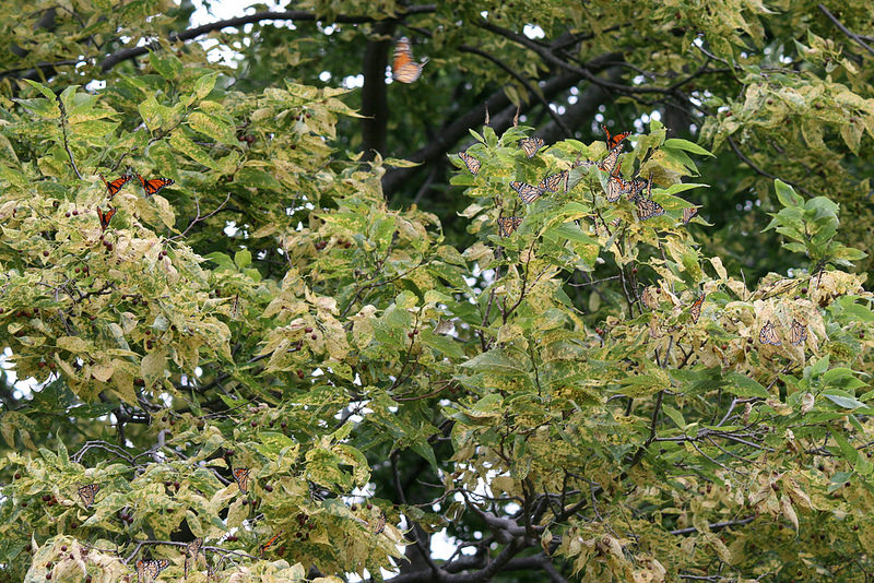 Monarch Butterfly Roost in Lake Erie